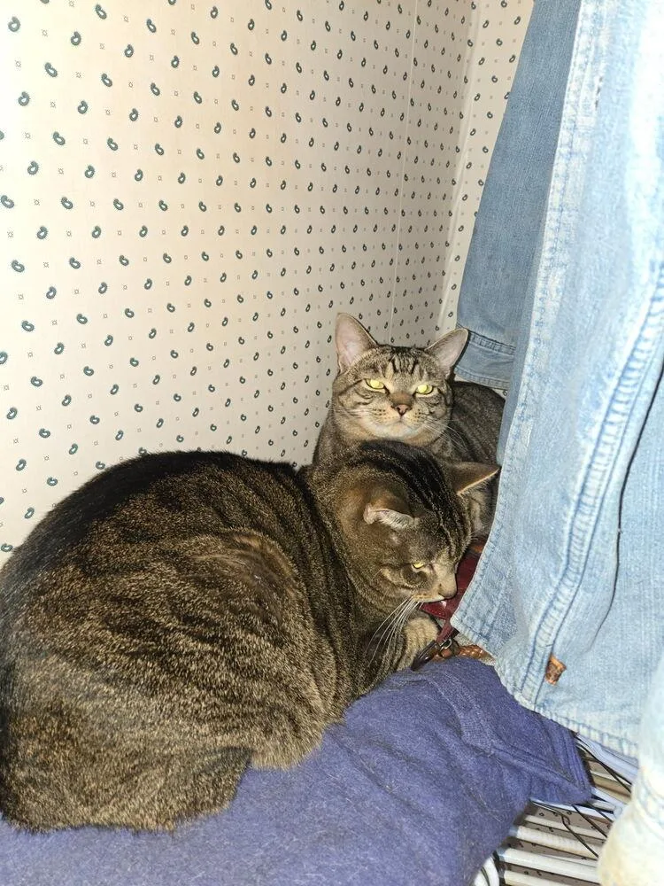 An adult small-sized female Domestic Short Hair cat named Charlie for adoption in Salisbury, NC
