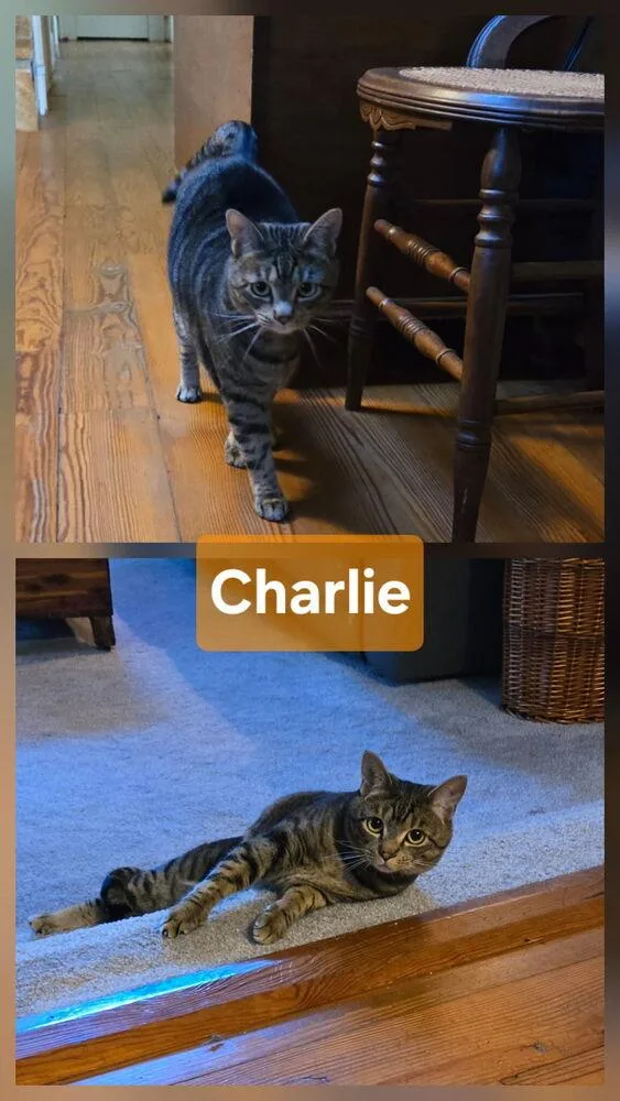 Charlie thumbnail 3