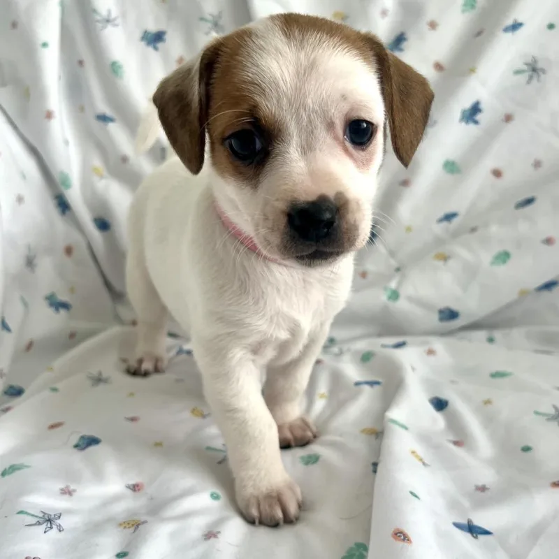 A baby small-sized female Brown / Chocolate Mixed Breed dog named Coming Soon Croissant for adoption in Goodlettsville, TN
