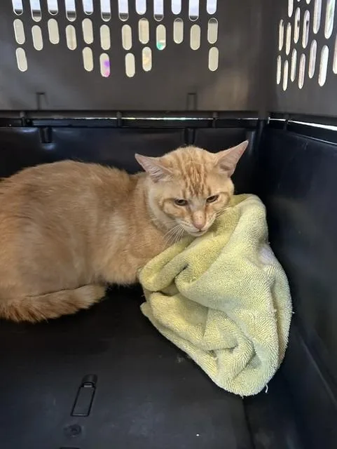 A young medium-sized male Domestic Short Hair cat named BoBanna for adoption in Rome, GA