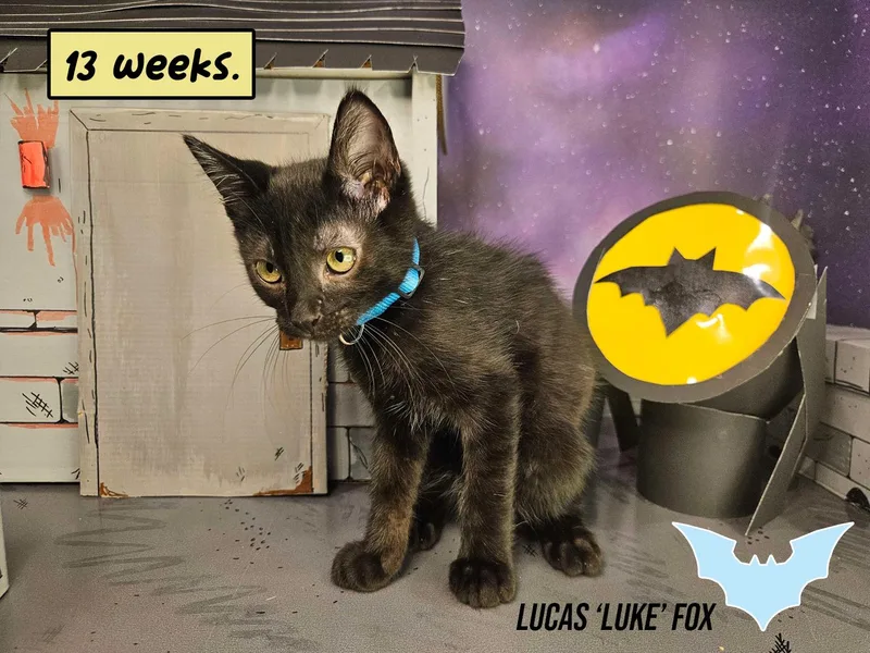 A young small-sized male Black Domestic Short Hair cat named Lucas 'Luke' Fox for adoption in Rancho Santa Margarita, CA