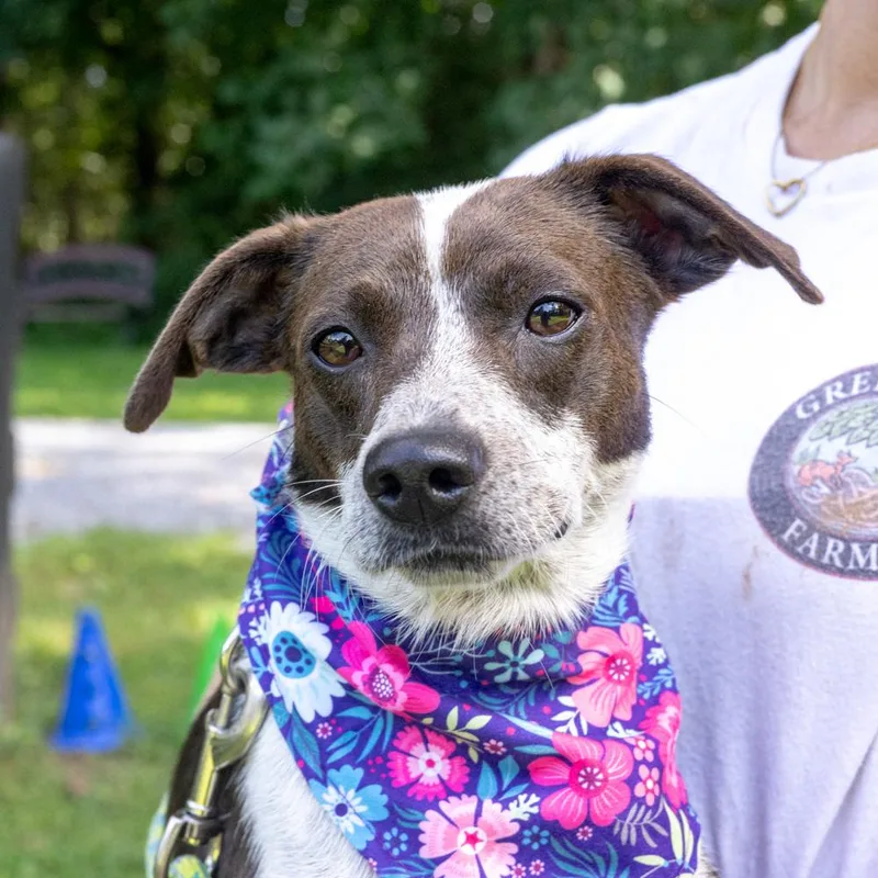 Frisky thumbnail 4