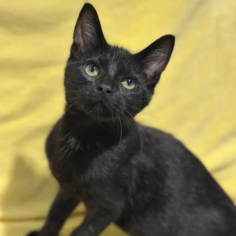 A baby small-sized male Black Domestic Short Hair cat named Lupin for adoption in Matteson, IL