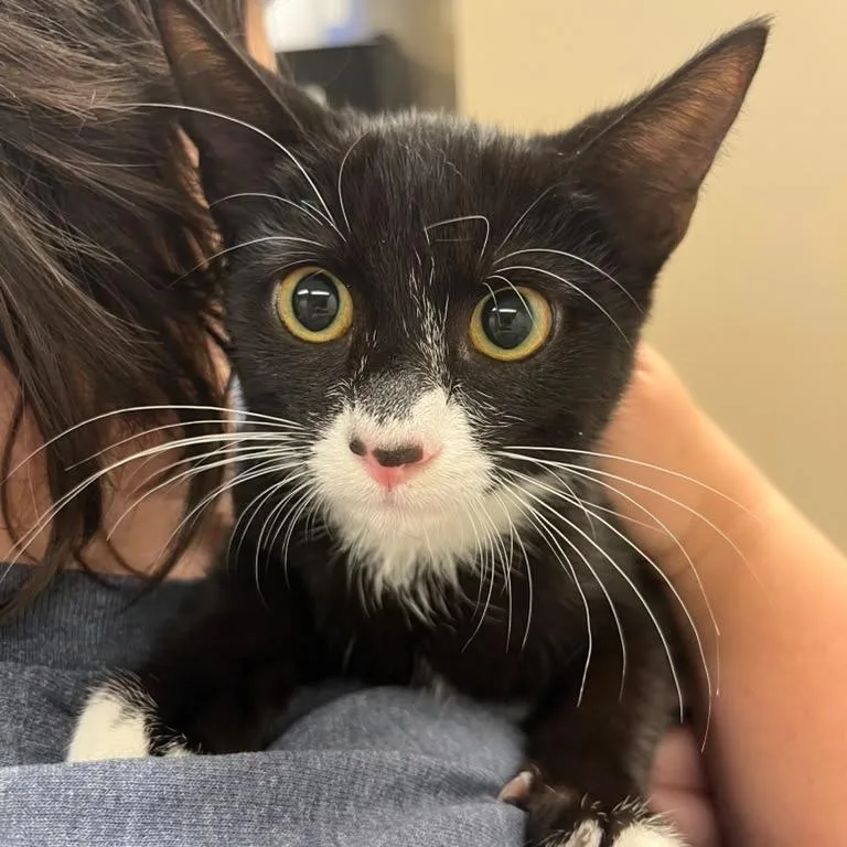 A baby small-sized female Black Domestic Short Hair cat named Minnie for adoption in Lake Panasoffkee, FL