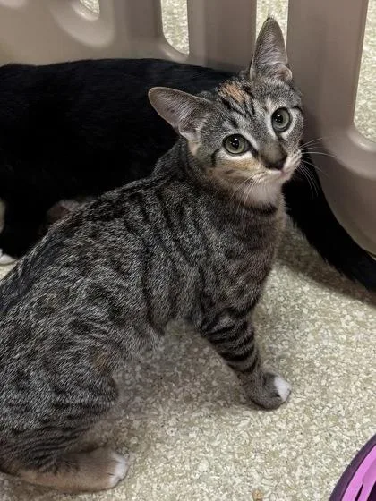 A baby small-sized female Domestic Short Hair cat named Crescendo $ for adoption in Seneca, SC