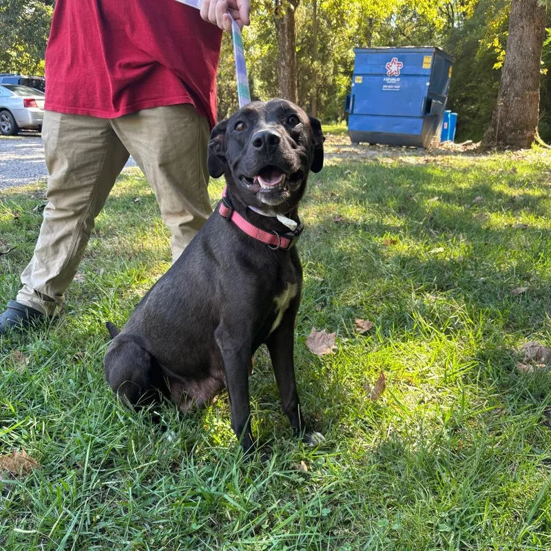 An adult large-sized female Labrador Retriever dog named Caribeth for adoption in Clanton, AL