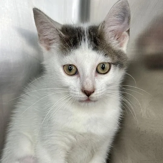 A baby small-sized male Gray / Blue / Silver Domestic Short Hair cat named Bubble Buddy for adoption in Matteson, IL