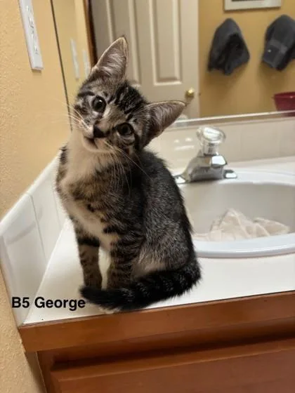 A baby small-sized male Domestic Short Hair cat named Cyanne for adoption in Bellevue, WA