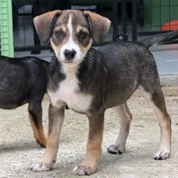 A baby medium-sized female Tricolor (Brown, Black, & White) Mixed Breed dog named Hailey Hey for adoption in Lake Forest, IL