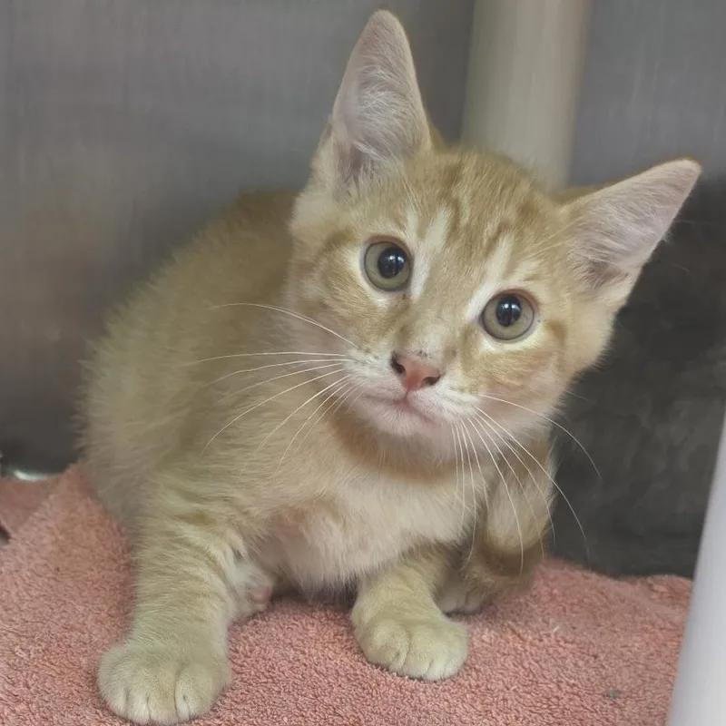A baby small-sized male Orange / Red Domestic Long Hair cat named Rocky Balboa for adoption in Fort Wayne, IN