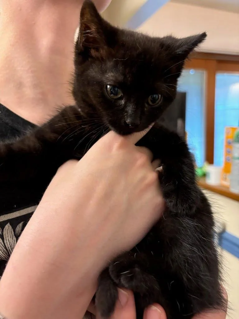 A baby medium-sized male Domestic Short Hair cat named Hefty Smurf for adoption in Parkville, MD