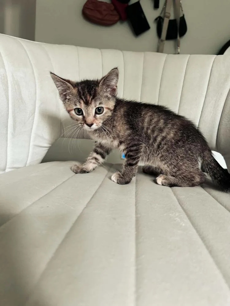 A baby small-sized female Domestic Short Hair cat named Umi for adoption in Homer Glen, IL