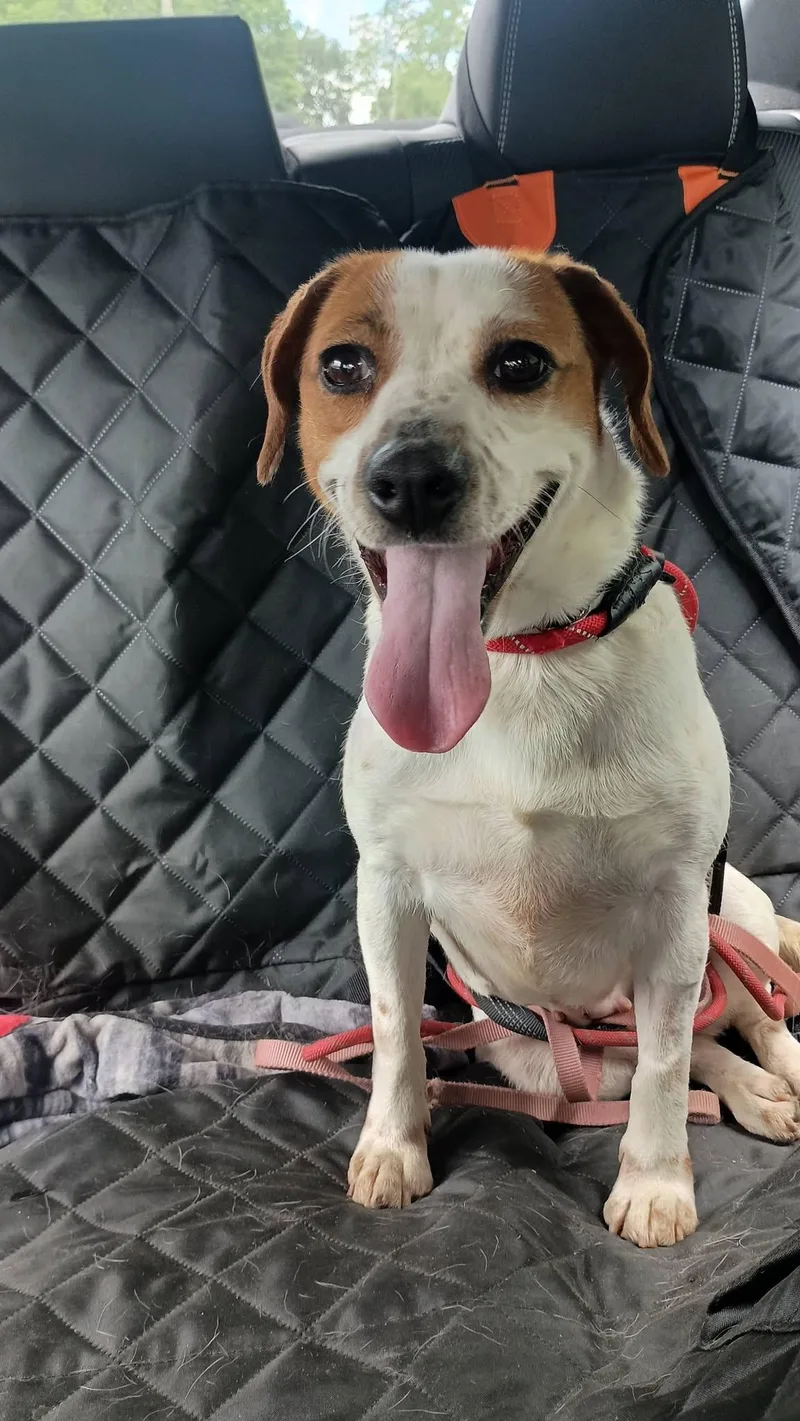An adult medium-sized female Beagle dog named Bunny for adoption in Monticello, NY