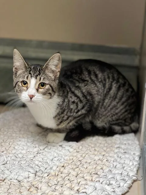 A young medium-sized female Domestic Short Hair cat named Olivia for adoption in Elko, NV