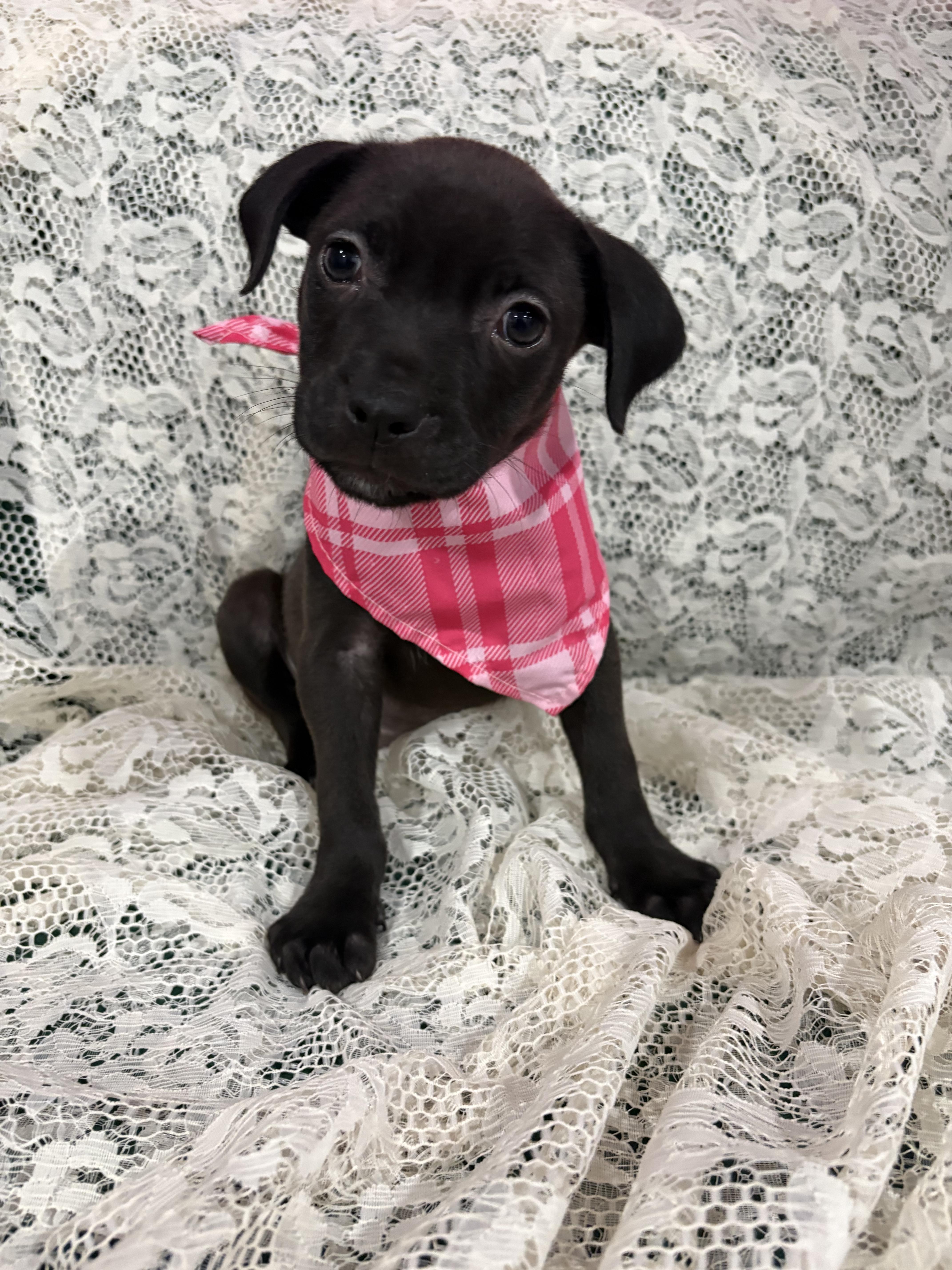 A baby medium-sized female Black Black Labrador Retriever dog named Rumi for adoption in Houston, TX