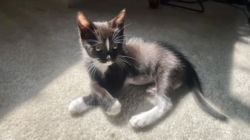 An adult small-sized female Domestic Short Hair cat named Chu Chu for adoption in Burbank, CA