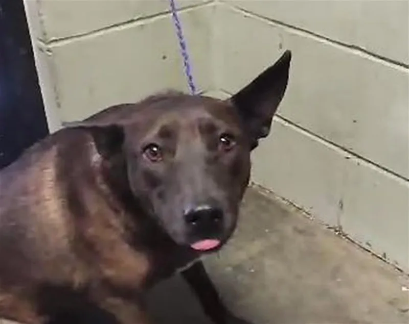 A young medium-sized female Pit Bull Terrier dog named Pixy for adoption in Tulsa, OK