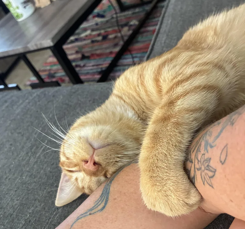A baby medium-sized male Tabby (Orange / Red) Domestic Short Hair cat named Carr for adoption in Orange, CA