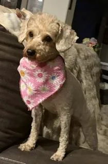 An adult small-sized female Apricot / Beige Miniature Poodle dog named Shirley for adoption in Salt Lake City, UT