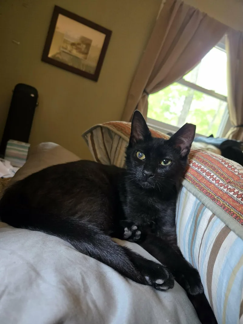 A young medium-sized male Black Domestic Short Hair cat named Jayfeather for adoption in Sicklerville , NJ