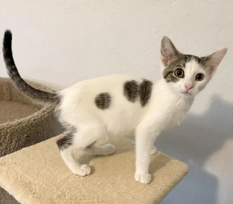 A baby small-sized female Black & White / Tuxedo Domestic Short Hair cat named Rhea for adoption in Rochester, IN