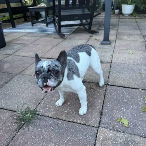 A young small-sized female Yellow / Tan / Blond / Fawn French Bulldog dog named Stormy for adoption in Plantation, FL