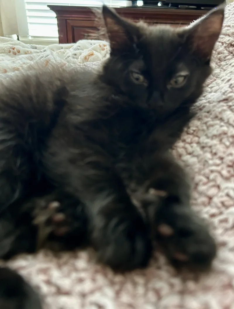 A young medium-sized male Black Domestic Medium Hair cat named Archie for adoption in Fayetteville, NC