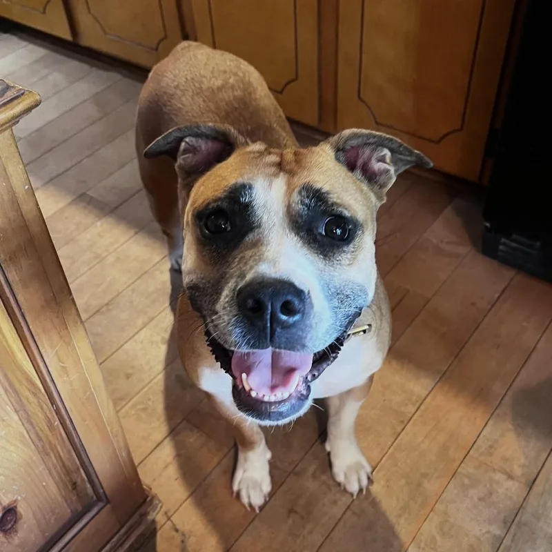 An adult medium-sized female Tricolor (Brown, Black, & White) Boxer dog named Gigi for adoption in Columbia, SC