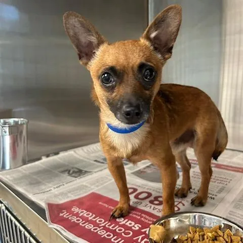 An adult small-sized male Yellow / Tan / Blond / Fawn Chihuahua dog named Raphael for adoption in Knoxville, TN