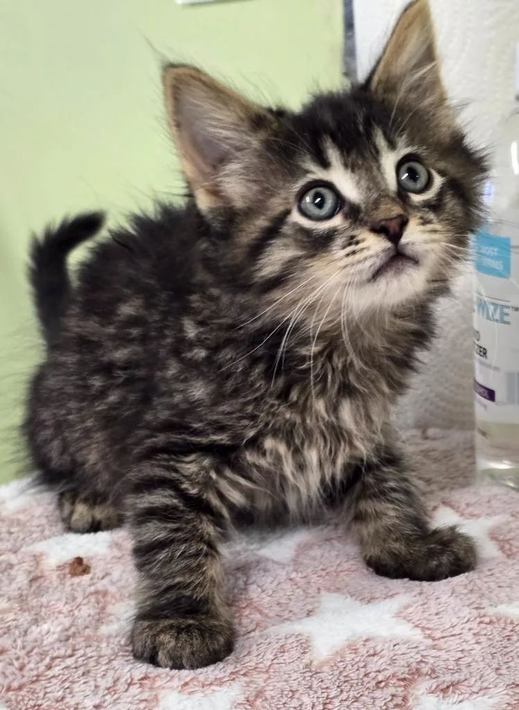 A baby medium-sized male Domestic Short Hair cat named Munchkin for adoption in Auburn, IN
