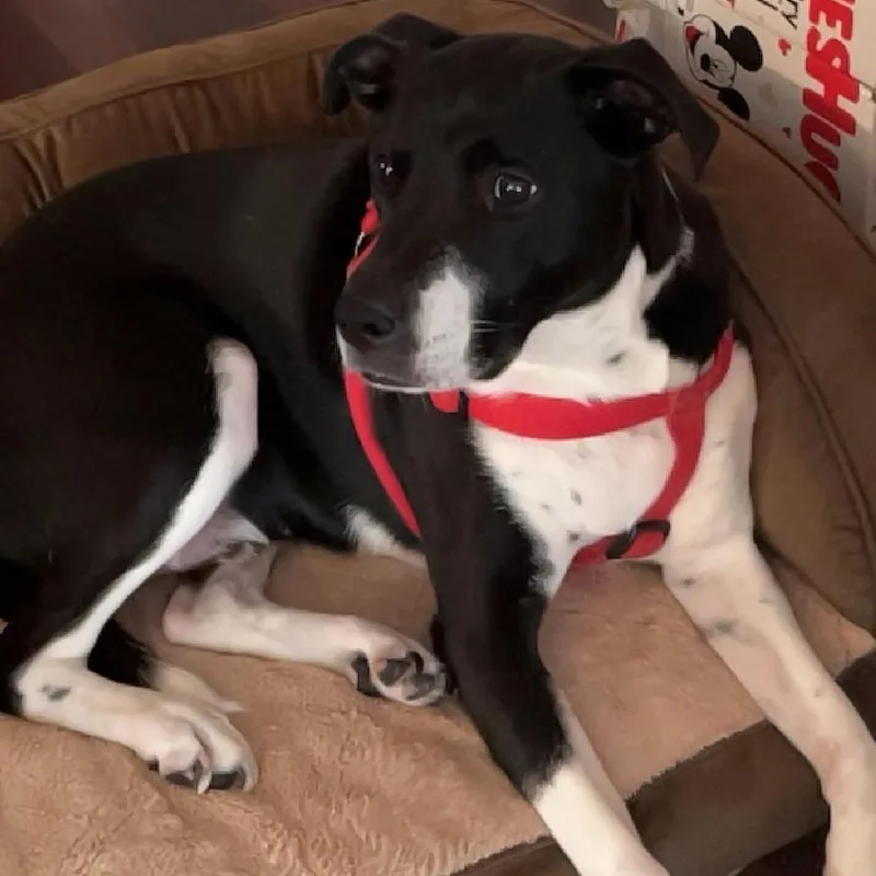 A senior large-sized male Mixed Breed dog named Orion for adoption in Severn, MD