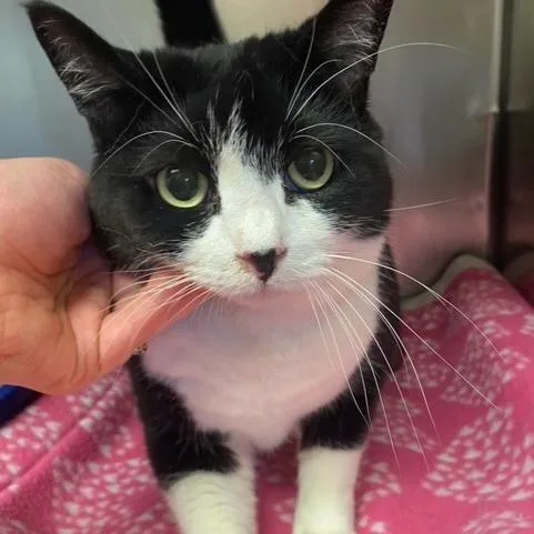 A senior small-sized female Black Domestic Short Hair cat named Oreo for adoption in Chehalis, WA