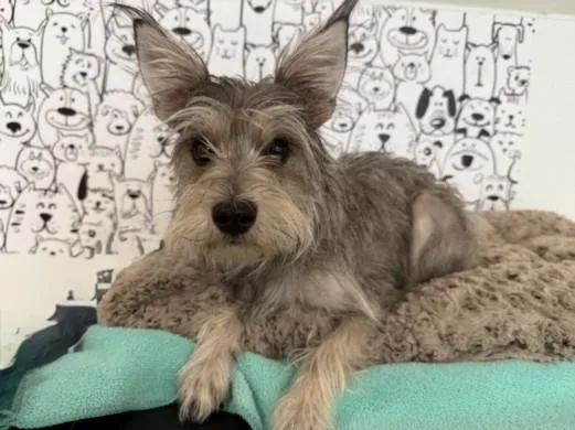 An adult small-sized female Yorkshire Terrier dog named Gwen for adoption in San Pedro, CA