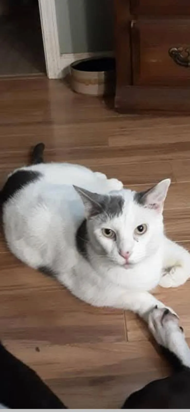 Snickers thumbnail 2