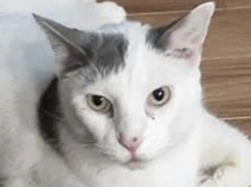 Snickers thumbnail 3