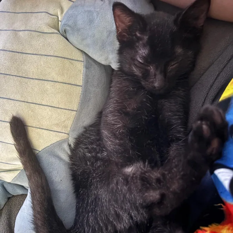 A baby small-sized female Black Domestic Short Hair cat named Iris for adoption in Odenville, AL