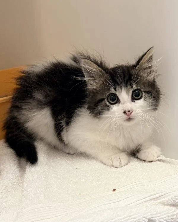 A baby small-sized female Domestic Long Hair cat named Precious for adoption in Canton, GA