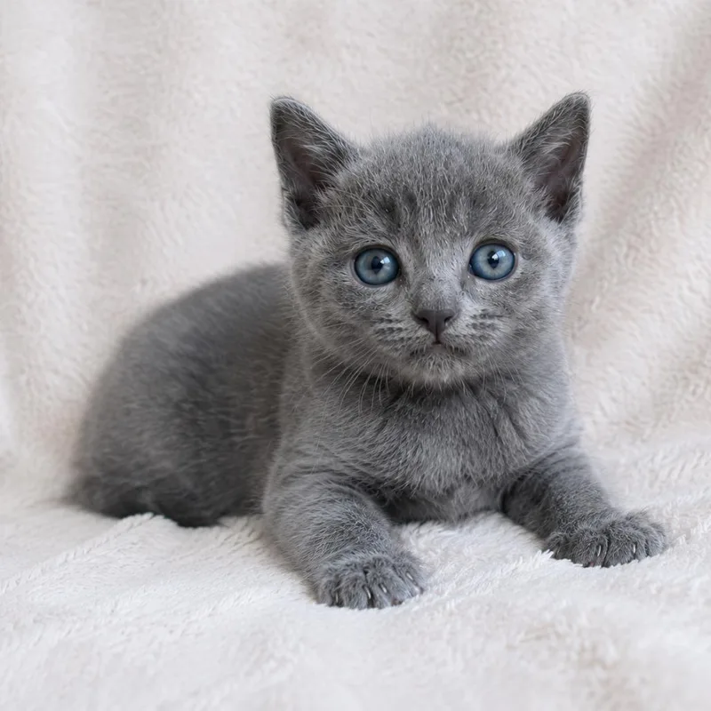 A baby small-sized female Gray / Blue / Silver Russian Blue cat named Lyn for adoption in Tucson, AZ