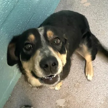 An adult medium-sized female Black Australian Cattle Dog / Blue Heeler dog named Bella for adoption in Flagstaff, AZ