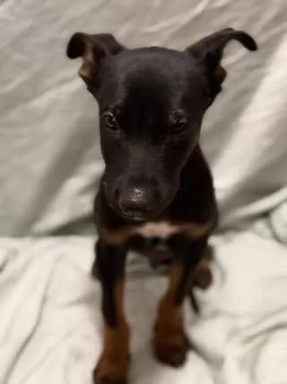 A baby small-sized male Brown / Chocolate Labrador Retriever dog named Mikey for adoption in Colorado Springs, CO