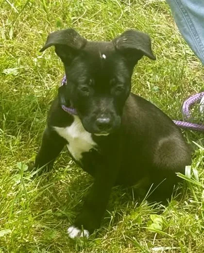 A baby medium-sized female Mixed Breed dog named Colby for adoption in Madison, NJ