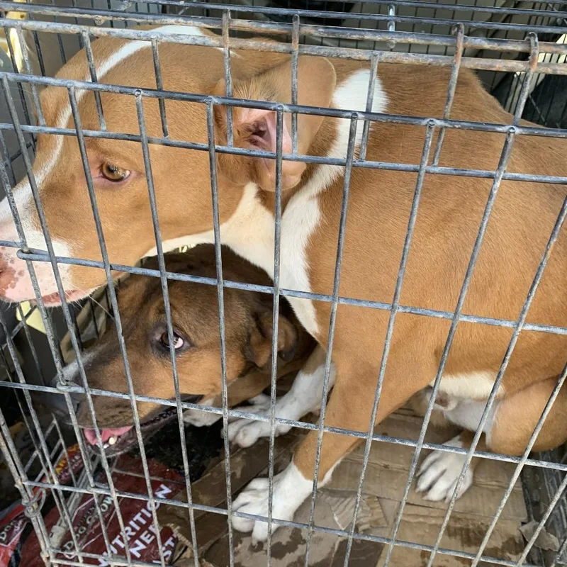 A young medium-sized male Brown / Chocolate Pit Bull Terrier dog named Brownie for adoption in Yuma, AZ