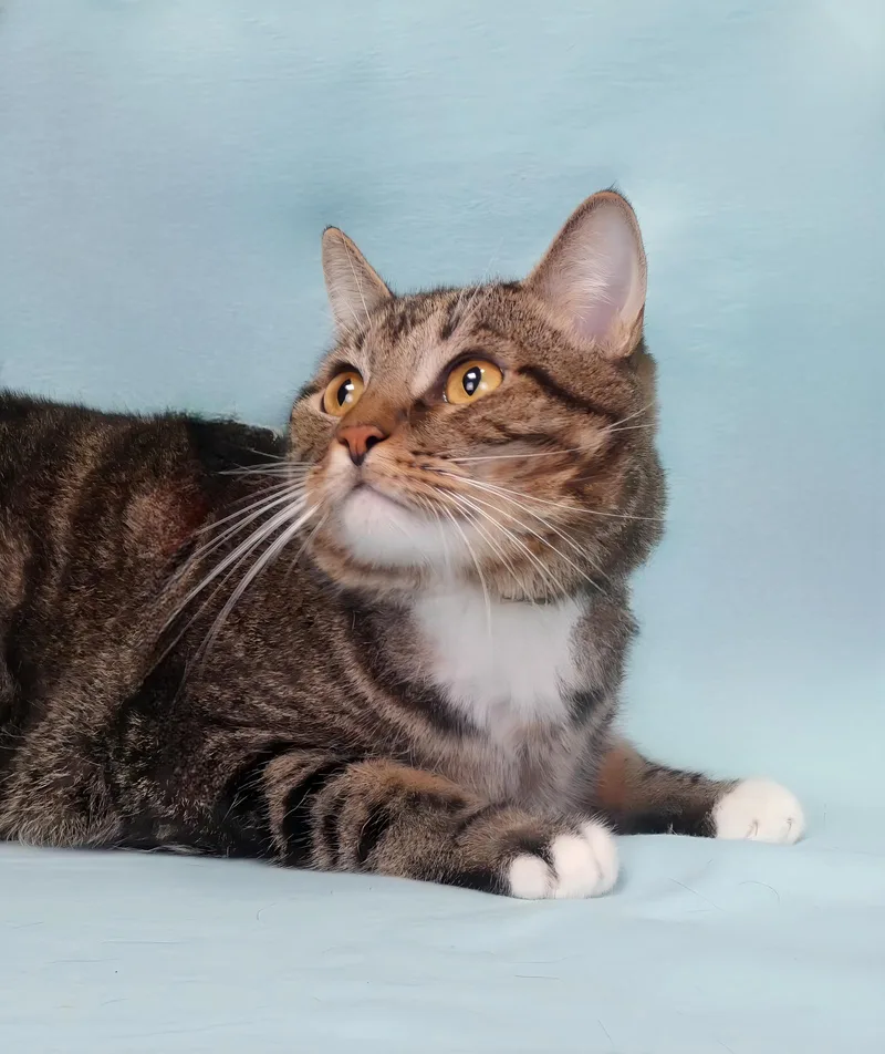 An adult medium-sized male Domestic Short Hair cat named Chunks for adoption in Pasadena, CA