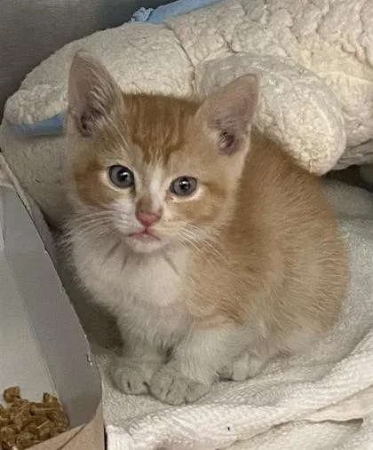 A baby small-sized male Buff / Tan / Fawn Domestic Short Hair cat named Titan for adoption in El Paso, TX