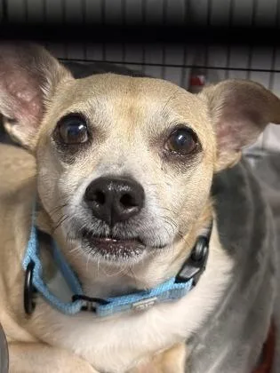 An adult small-sized male Chihuahua dog named Gideon for adoption in Bridgewater, NJ