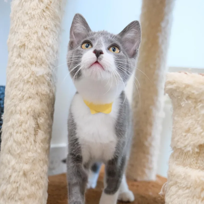 A young medium-sized male Gray & White Domestic Short Hair cat named Comet for adoption in Newport Beach, CA