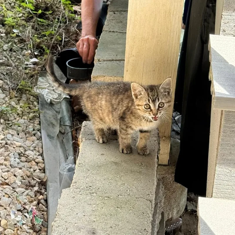 A baby small-sized female Brown / Chocolate Domestic Short Hair cat named Bitsy for adoption in Union, MO