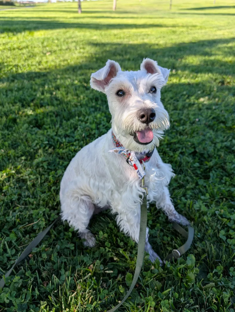 Otis