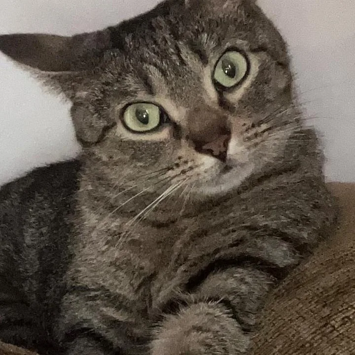 A young medium-sized female Tabby (Gray / Blue / Silver) Tabby cat named Coco for adoption in Churchville, PA