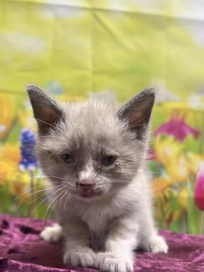 A baby small-sized female Siamese cat named Kiera for adoption in San Antonio, TX